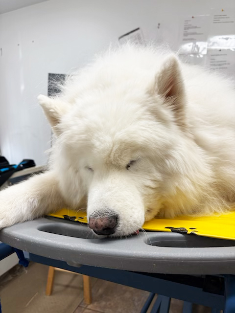 Routine Veterinary Care by Boot Road Veterinarian Clinic