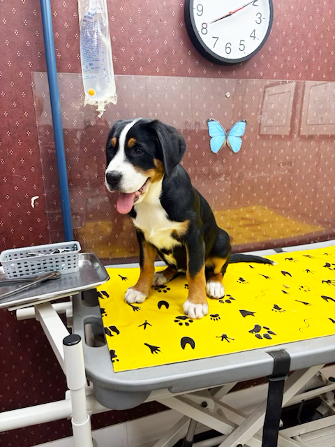 Routine Veterinary Care by Boot Road Veterinarian Clinic