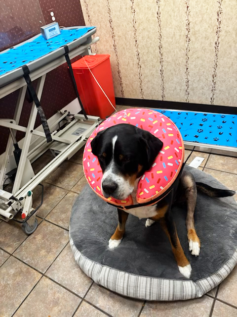 Routine Veterinary Care by Boot Road Veterinarian Clinic