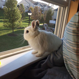 Routine Veterinary Care by Boot Road Veterinarian Clinic