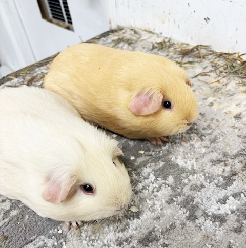 Exotic Animal Veterinary Services by Boot Road Veterinarian Clinic