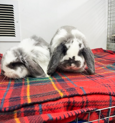 Exotic Animal Veterinary Services by Boot Road Veterinarian Clinic