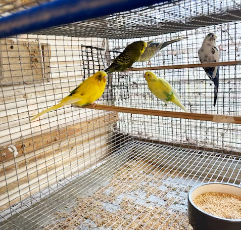 Exotic Animal Veterinary Services by Boot Road Veterinarian Clinic