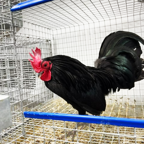 Exotic Animal Veterinary Services by Boot Road Veterinarian Clinic