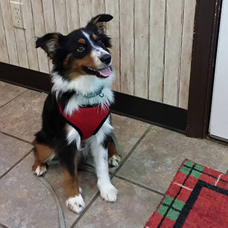 Routine Veterinary Care by Boot Road Veterinarian Clinic