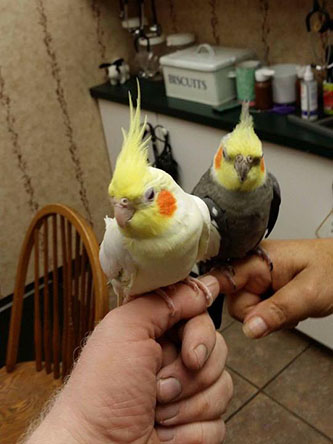 Learn more about Boot Road Veterinarian Clinic